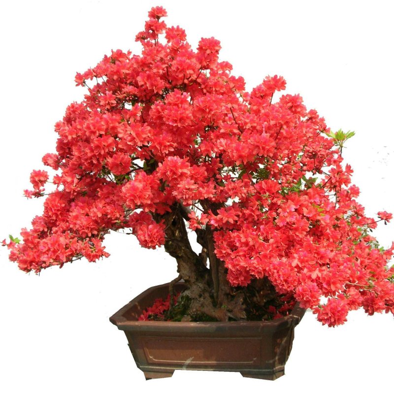 花卉盆景，直接可以下单包邮