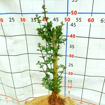 对节白蜡盆景苗野生微型桌面盆栽对节盆景对节白蜡小微型
