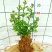 对节白蜡盆景苗野生微型桌面盆栽对节盆景对节白蜡小微型