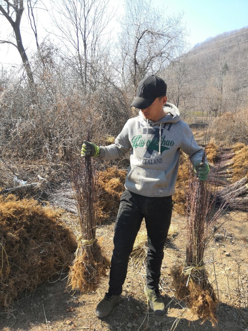 产地批发山丁子苗，，海棠苗