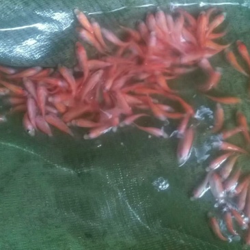 彩虹鲷，红罗非，红鱼，发财鱼