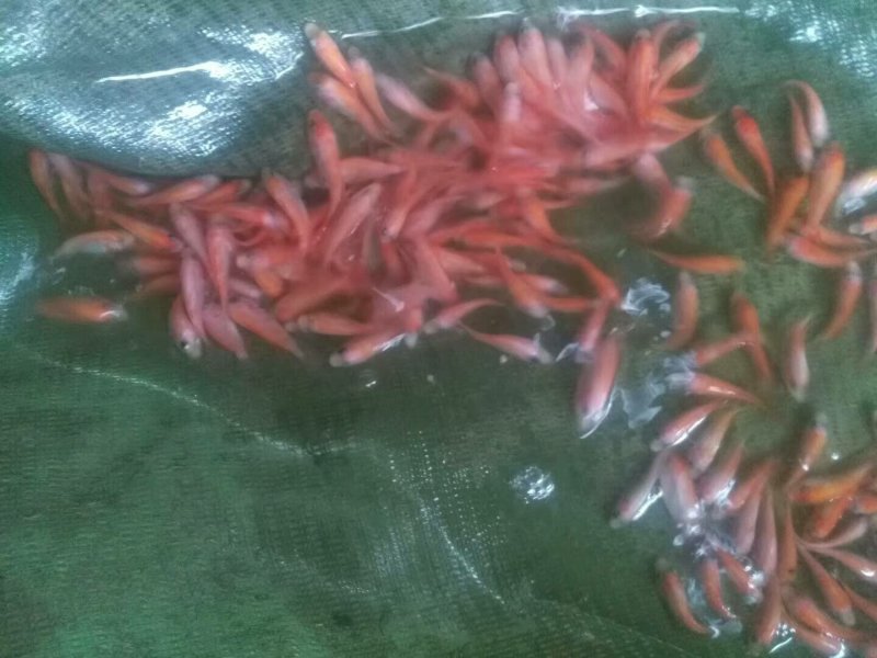 彩虹鲷，红罗非，红鱼，发财鱼