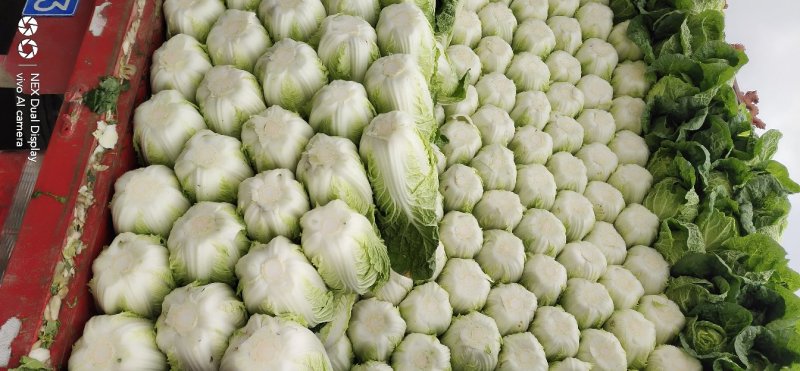黄心大白菜