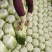 黄心大白菜