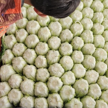 黄心大白菜