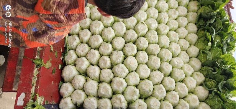 黄心大白菜