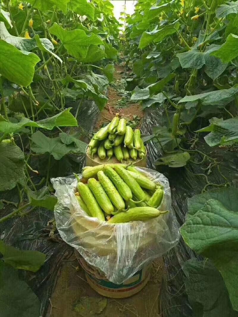 白玉黄瓜每天现摘现发可以生吃的黄瓜
