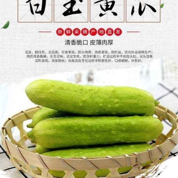 白玉黄瓜每天现摘现发可以生吃的黄瓜