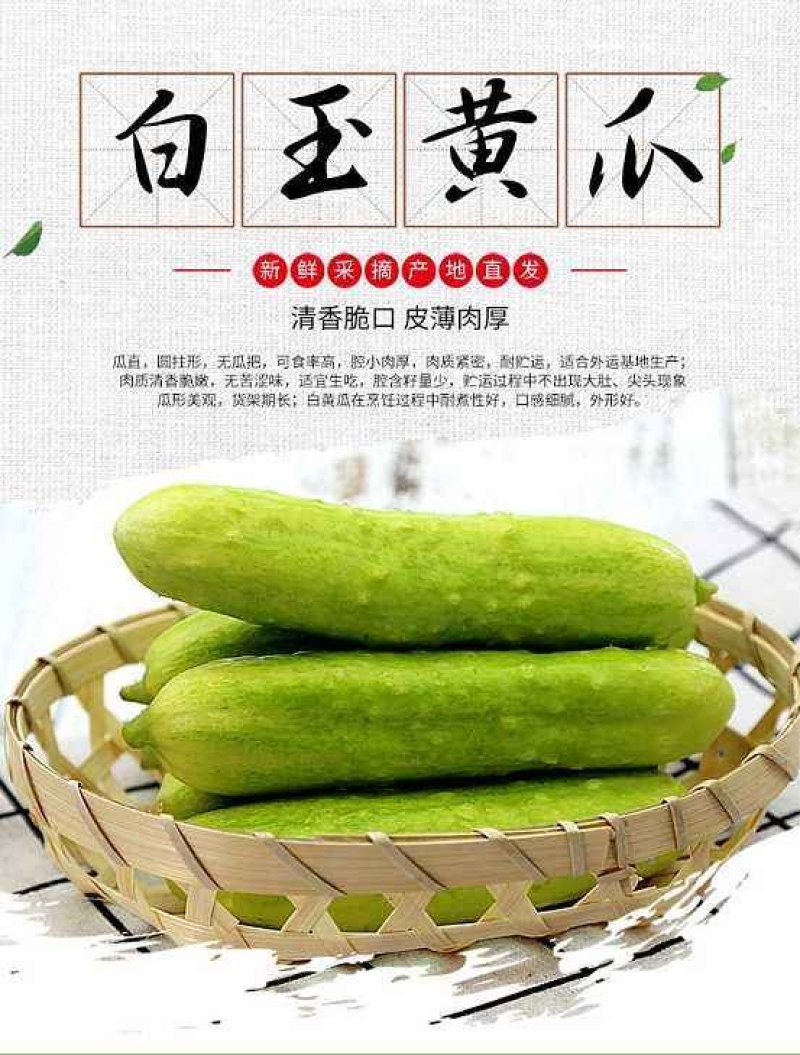白玉黄瓜每天现摘现发可以生吃的黄瓜