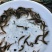 泥鳅苗台湾泥鳅淡水养殖池塘养殖