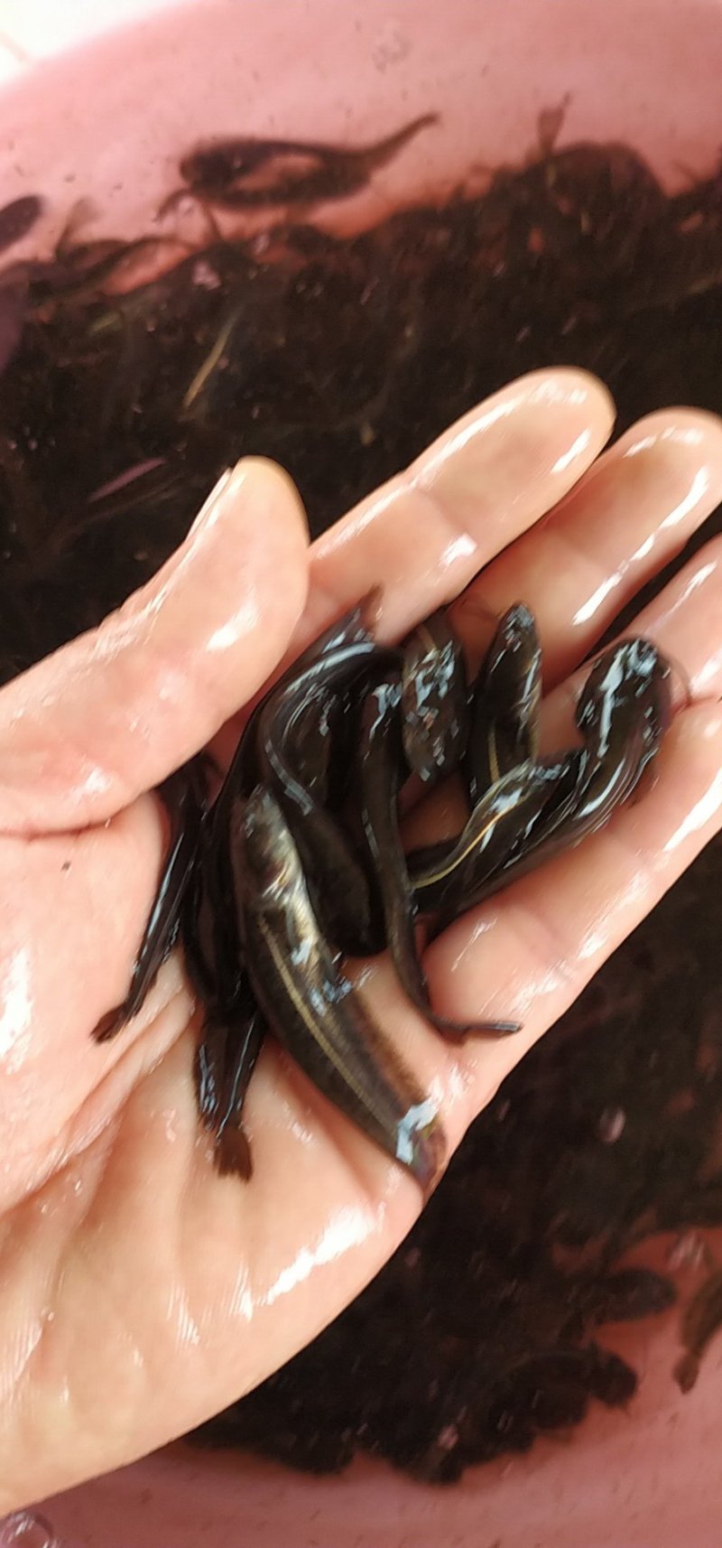 鲶鱼苗大口鲶苗南方大口鲶沟鲶