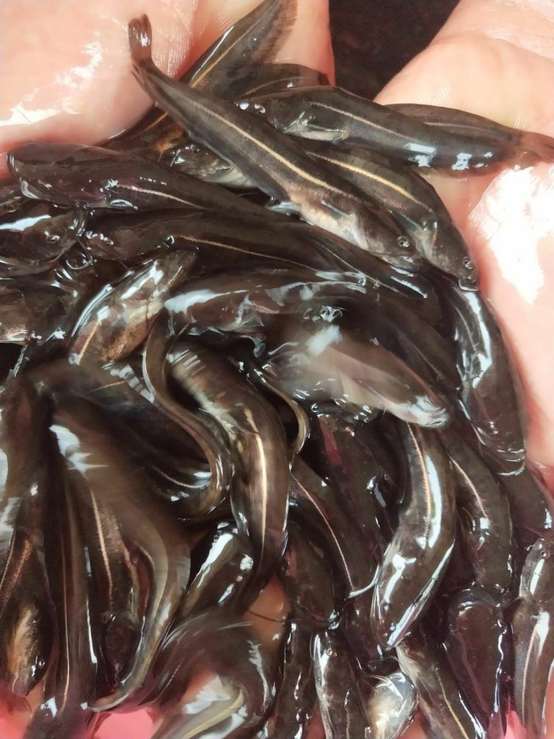 鲶鱼苗大口鲶苗南方大口鲶沟鲶