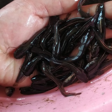 鲶鱼苗大口鲶苗南方大口鲶沟鲶