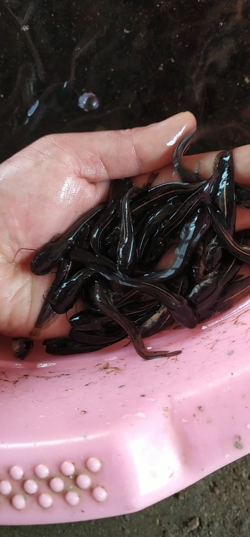 鲶鱼苗大口鲶苗南方大口鲶沟鲶