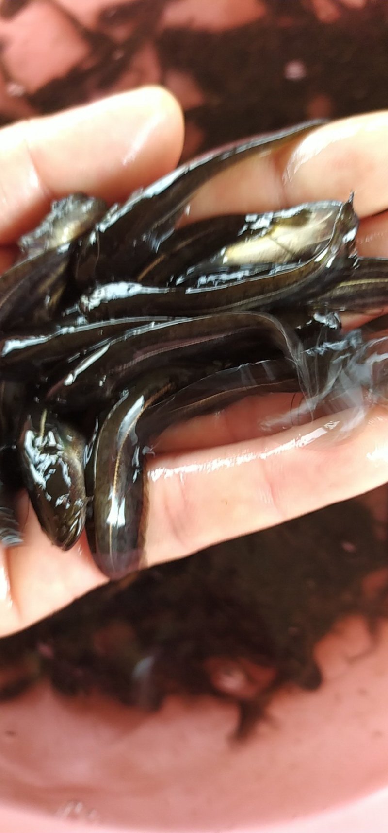 鲶鱼苗大口鲶苗南方大口鲶沟鲶