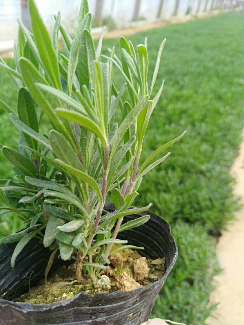 熏衣草