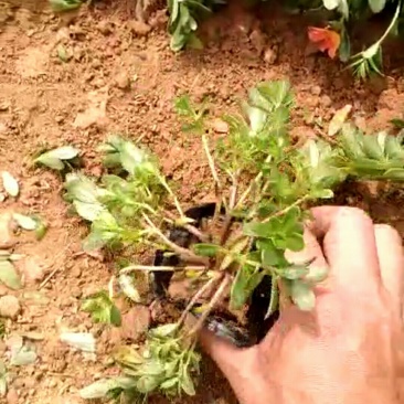太阳花