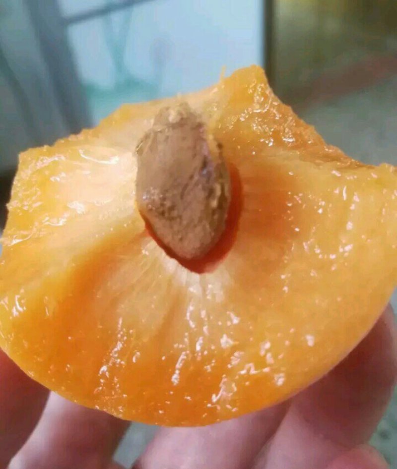 杏，河北杏，麦黄杏，菜籽黄杏，大量下上树了，海量货源