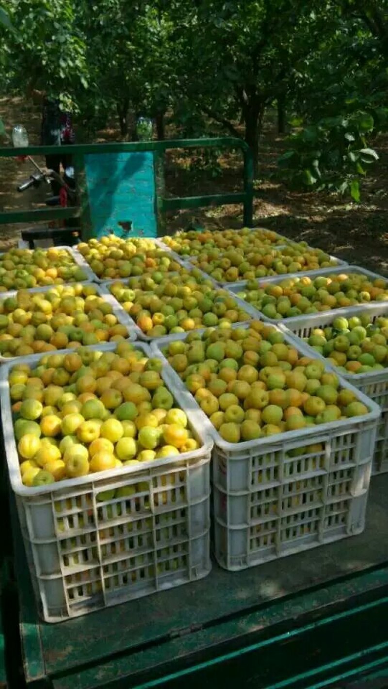 杏，河北杏，麦黄杏，菜籽黄杏，大量下上树了，海量货源