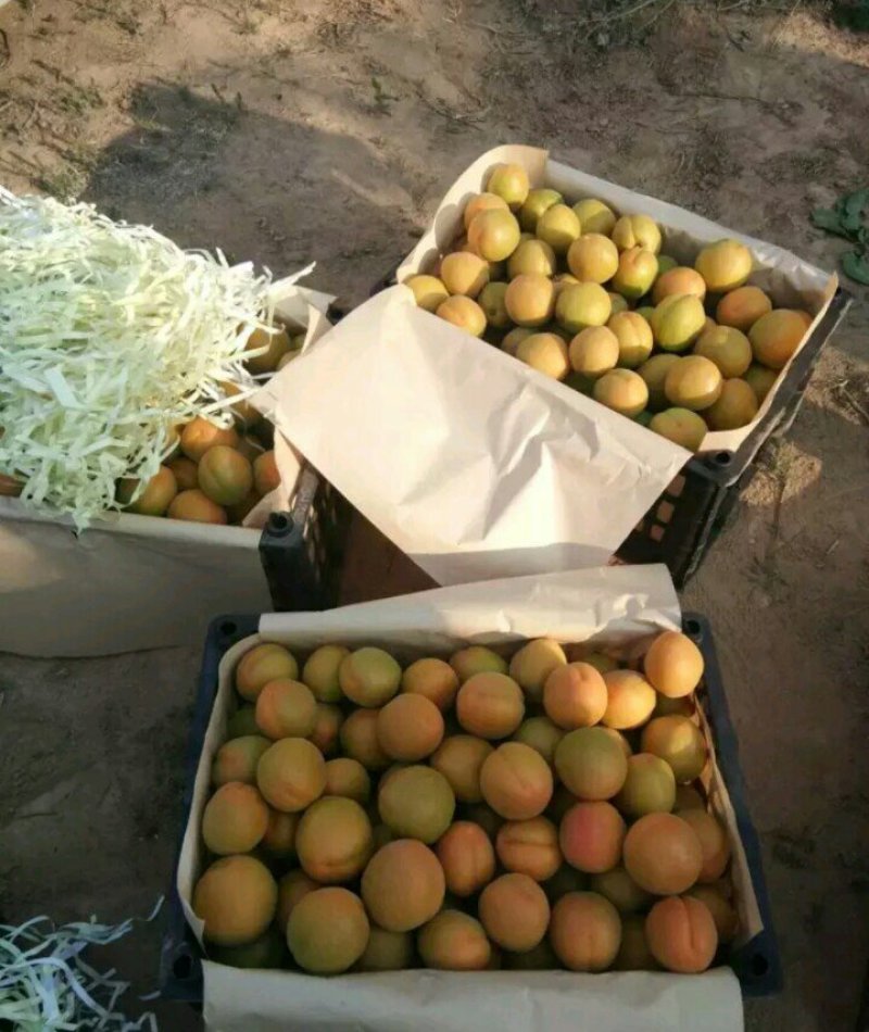 杏，河北杏，麦黄杏，菜籽黄杏，大量下上树了，海量货源