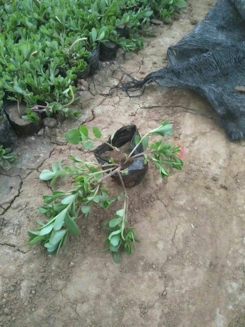 太阳花