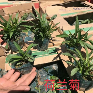 荷兰菊