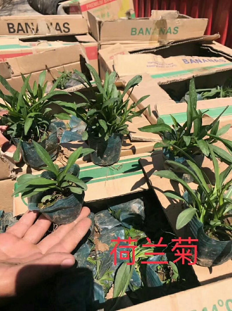 荷兰菊