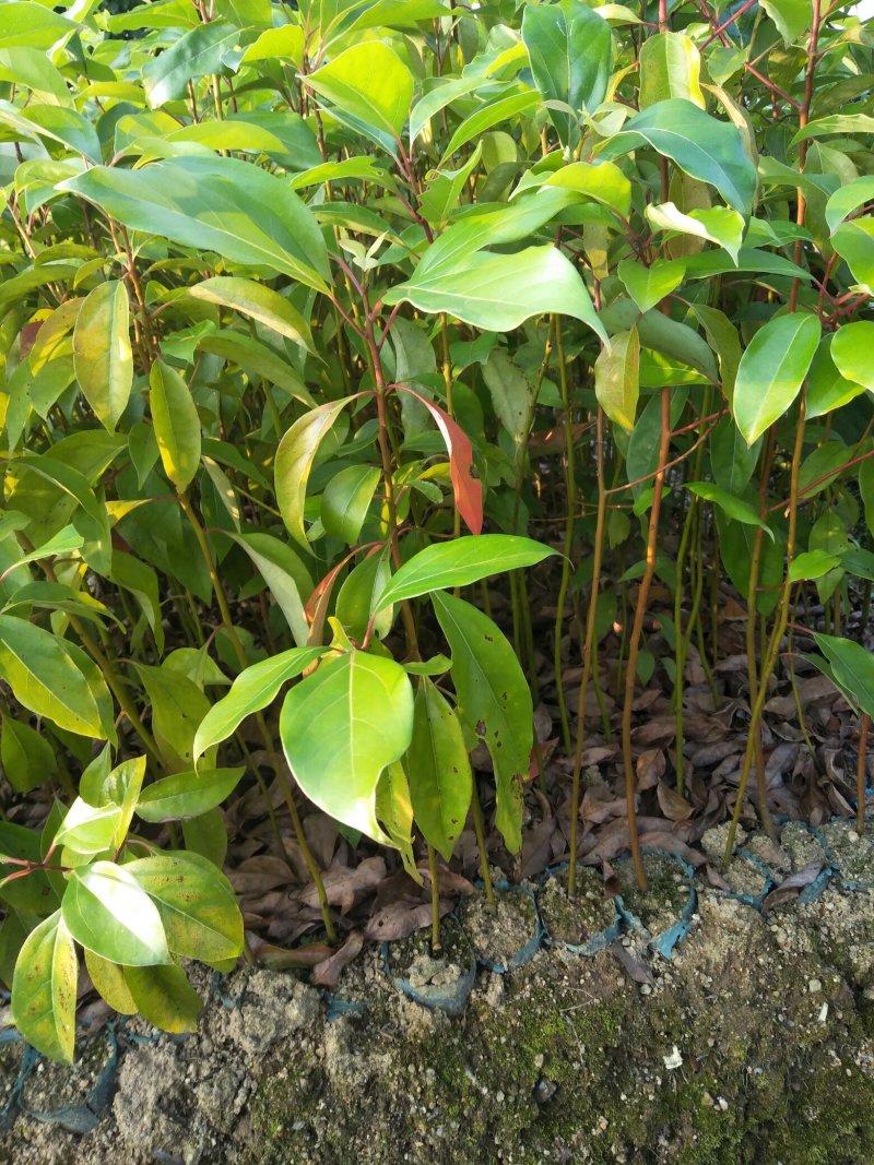 香樟树苗营养杯新壮苗，产地直销，大量供应