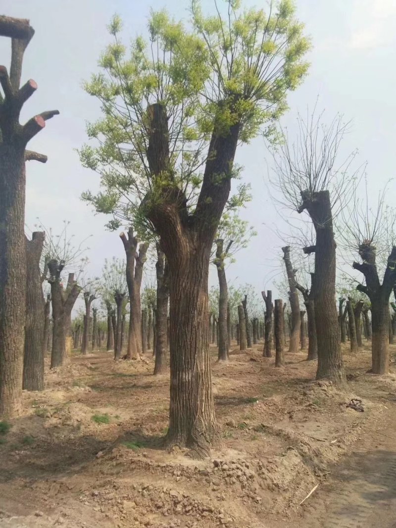 苗圃大量供应18至80公分国槐实地照片欢迎选购
