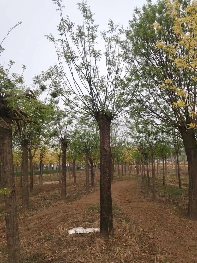 苗圃大量供应18至80公分国槐实地照片欢迎选购