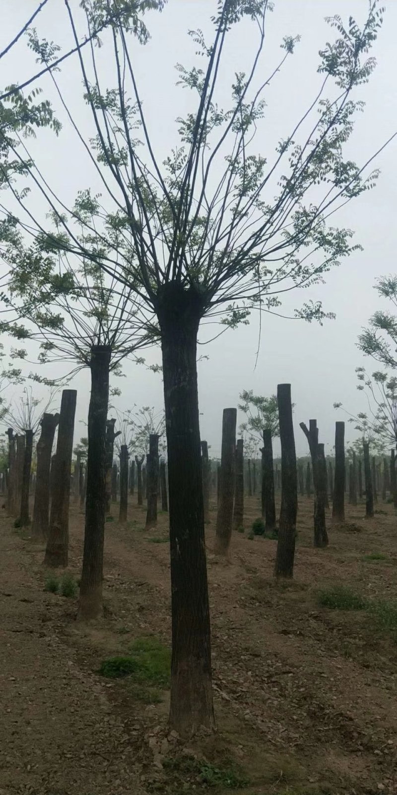 苗圃大量供应18至80公分国槐实地照片欢迎选购