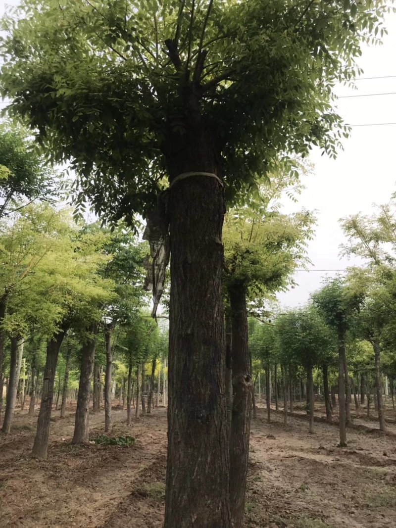 苗圃大量供应18至80公分国槐实地照片欢迎选购