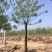 苗圃大量供应18至80公分国槐实地照片欢迎选购
