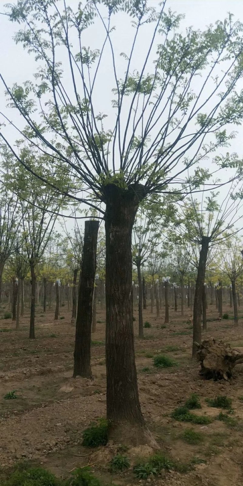 苗圃大量供应18至80公分国槐实地照片欢迎选购