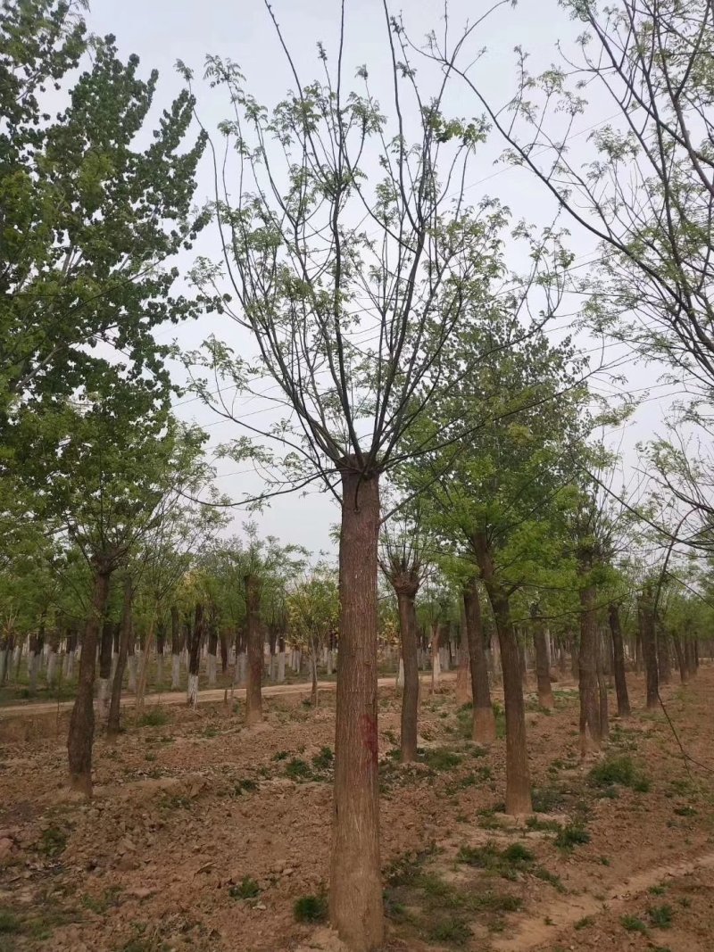 苗圃大量供应18至80公分国槐实地照片欢迎选购