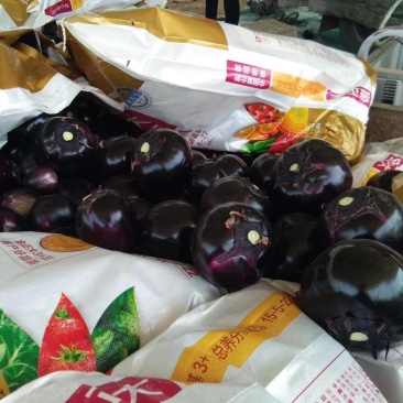 大量供应精品园茄，产地直供，按需分拣，保证质量，联系吧