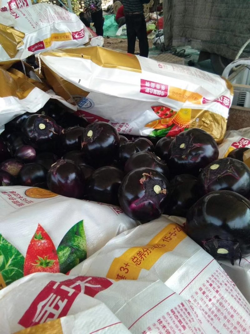 大量供应精品园茄，产地直供，按需分拣，保证质量，联系吧