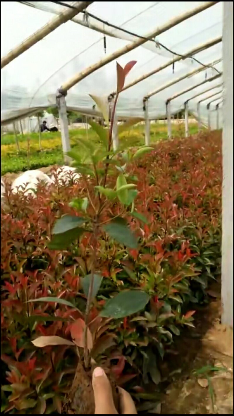 红叶石楠