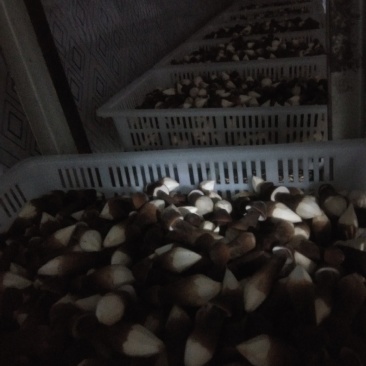 黑鸡枞