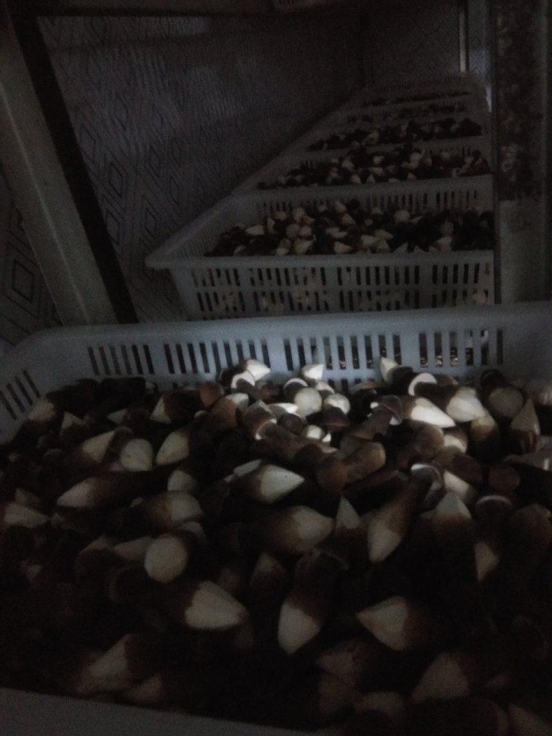 黑鸡枞