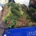 辽宁菠菜精品大叶菠菜基地直供25-30cm价格便宜
