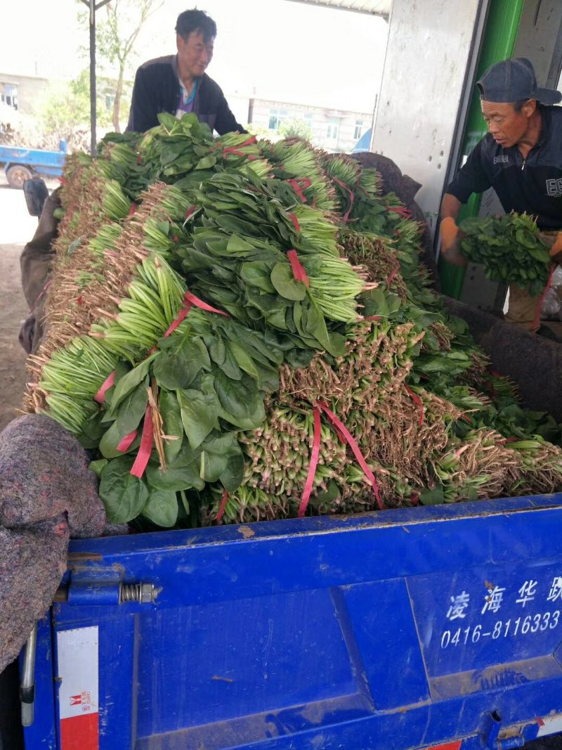 辽宁菠菜精品大叶菠菜基地直供25-30cm价格便宜