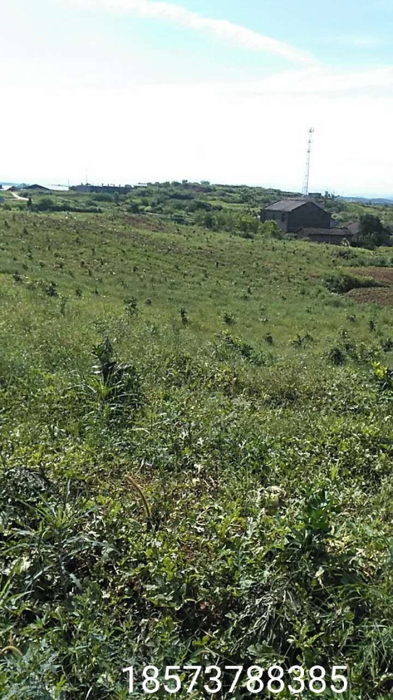 湖南早佳8424西瓜7斤打底9成熟1茬