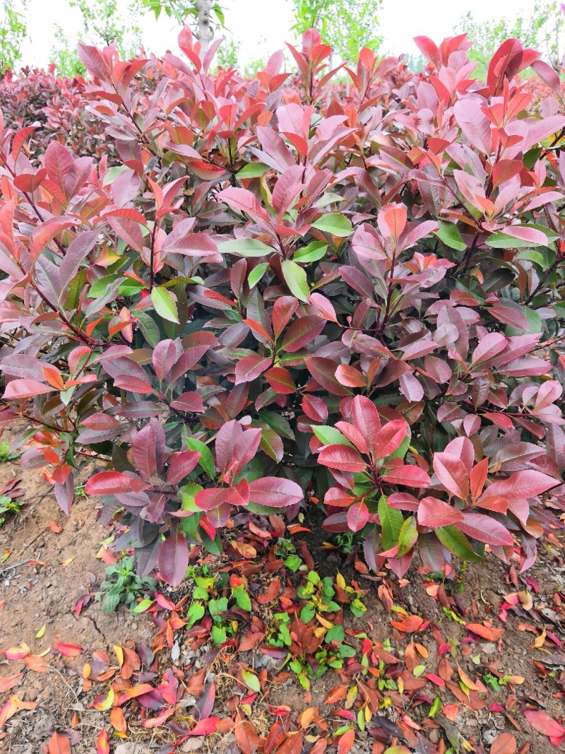 一米到两米