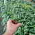 黑老虎布福娜苗精品脱毒苗提供技术全程指导