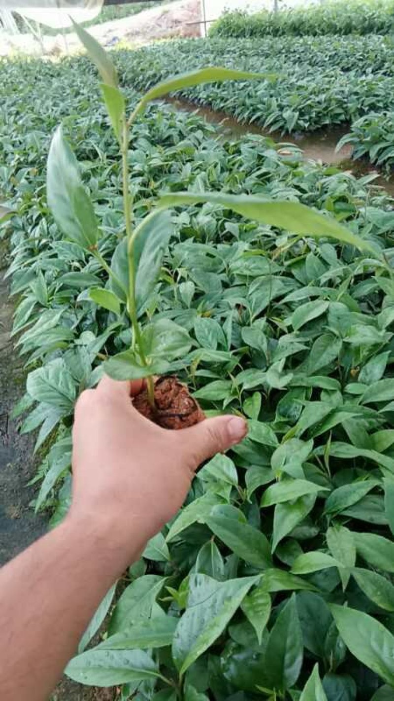 黑老虎布福娜苗精品脱毒苗提供技术全程指导