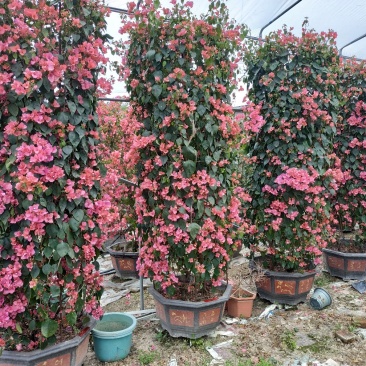 三角梅漳州基地供应花农直销一手货源柱型造型桩景多色嫁接等