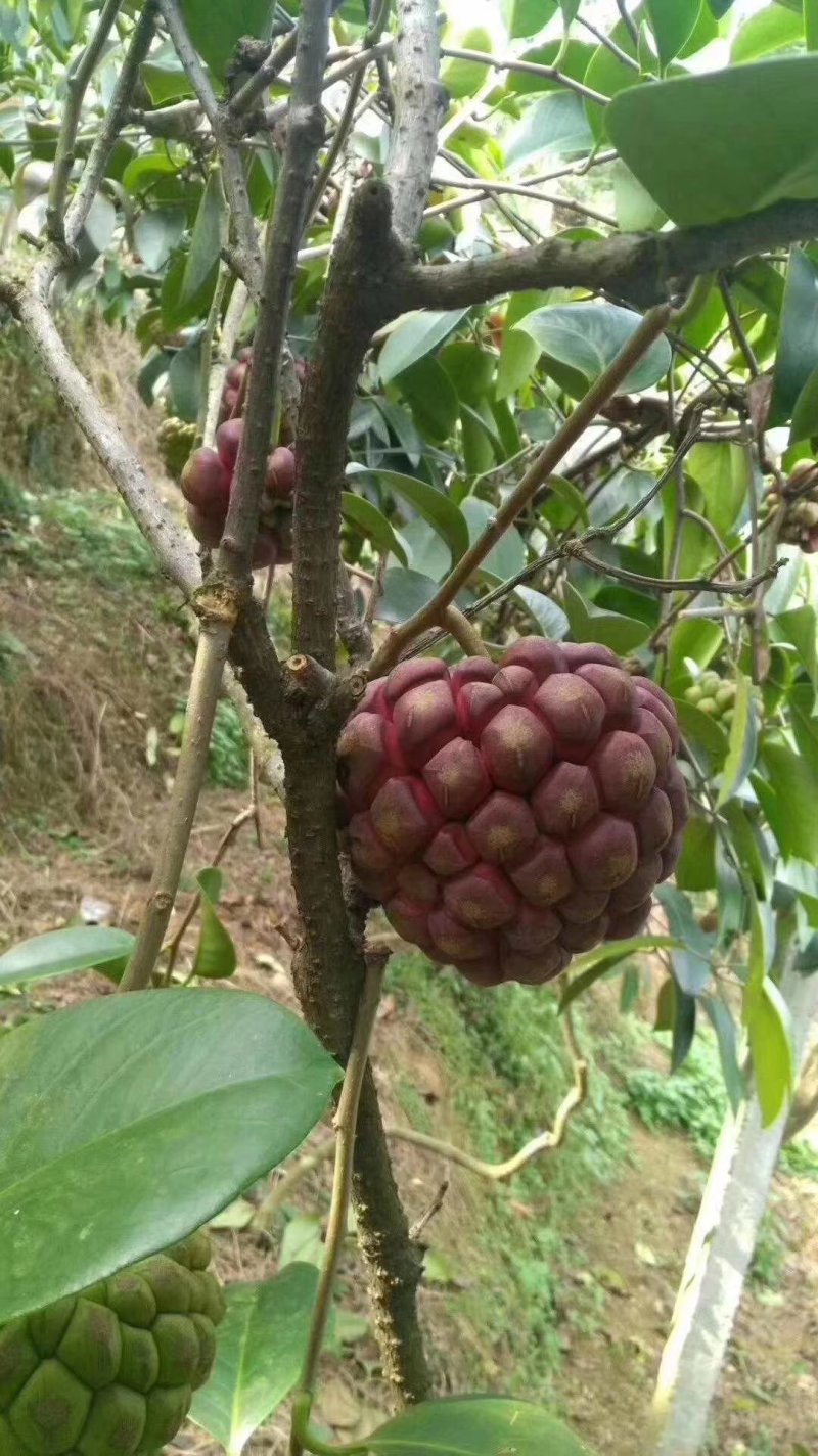 黑老虎布福娜苗精品脱毒苗提供技术全程指导