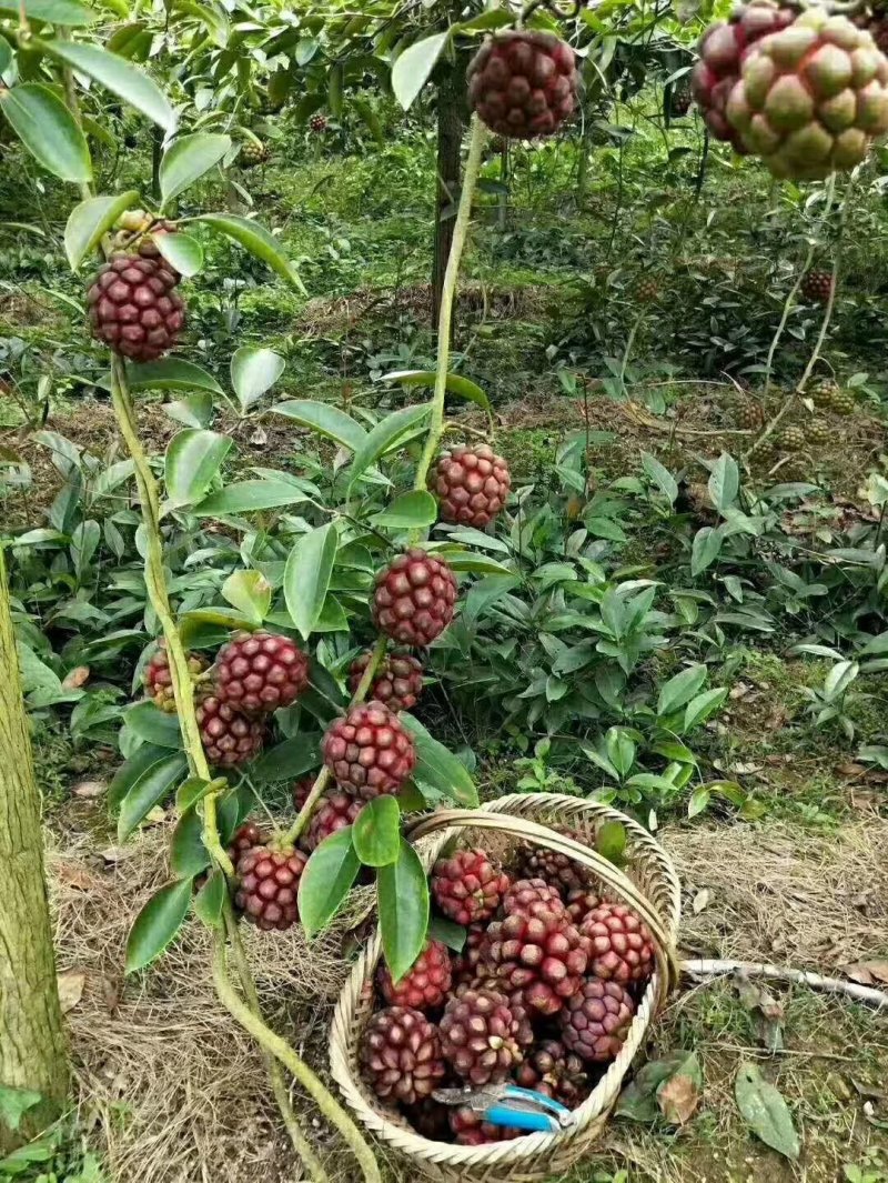 黑老虎布福娜苗精品脱毒苗提供技术全程指导