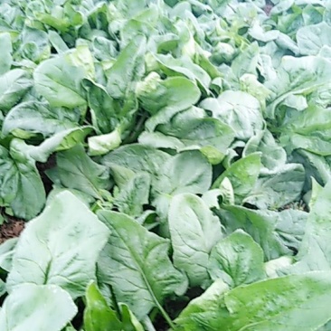 精品菠菜生产基地